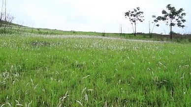 绿油油的草地实拍视频的预览图